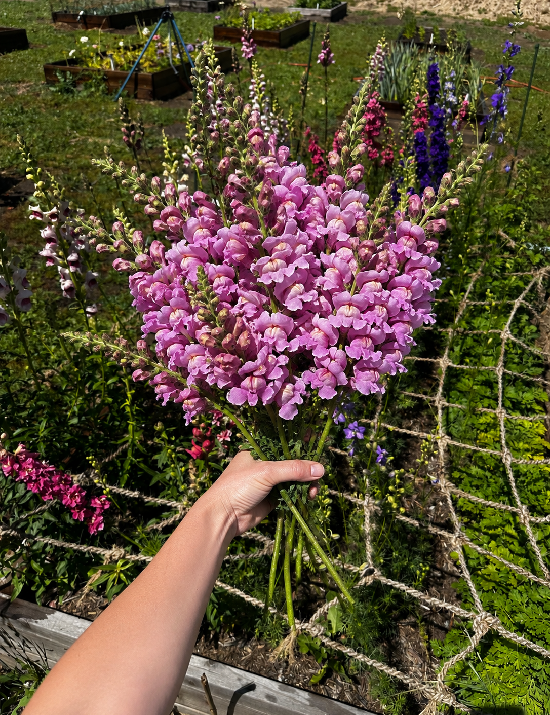 A hand holding a large bouquet of pink snapdragons in a sunny garden with other flowers and a rope net in the background.