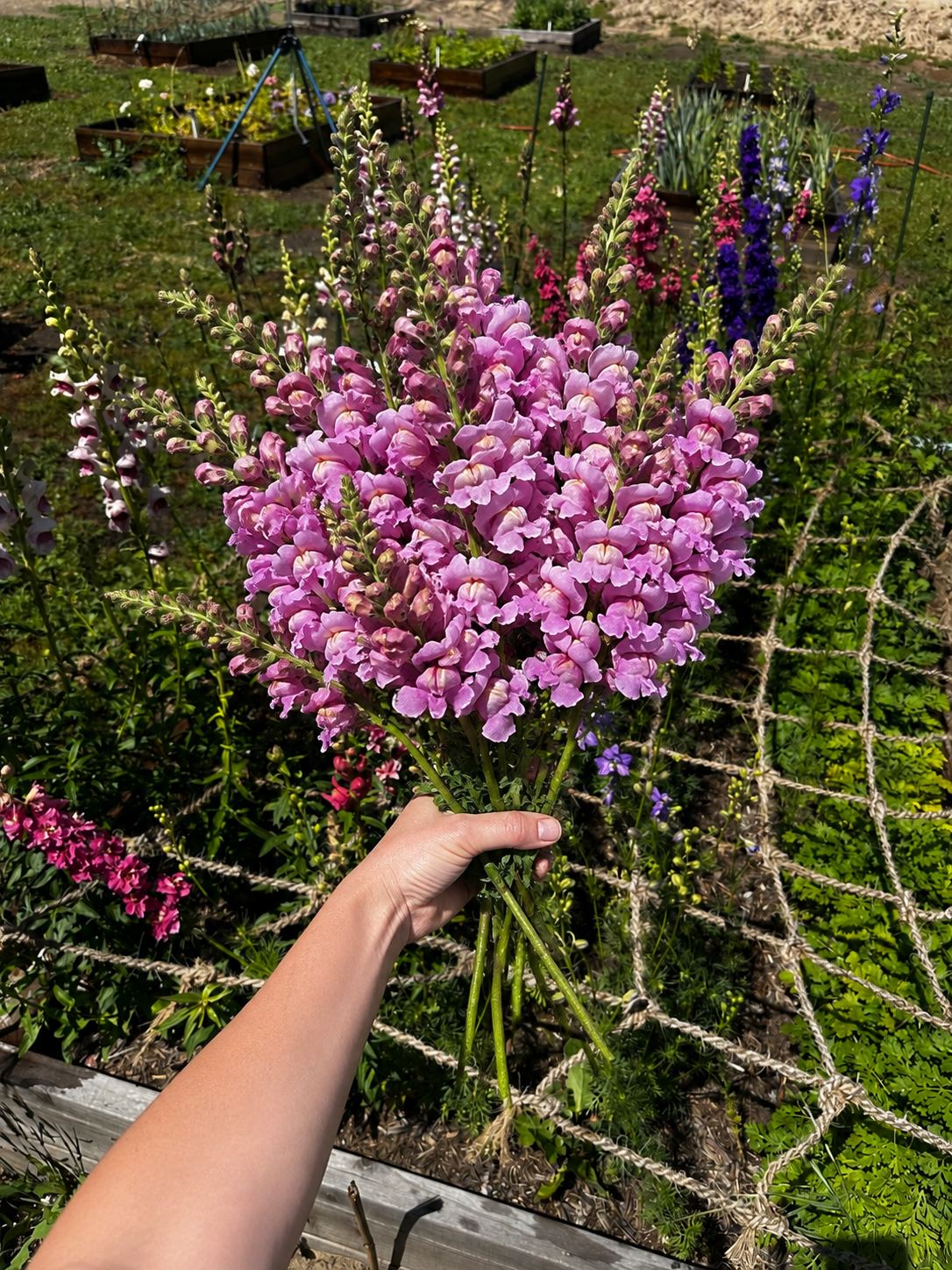 A hand holding a large bouquet of pink snapdragons in a sunny garden with other flowers and a rope net in the background.