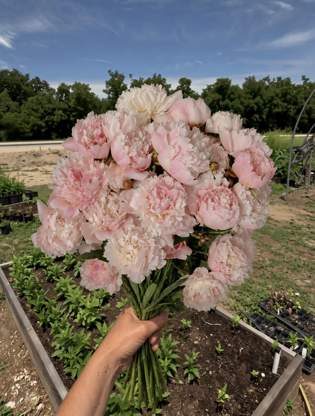 a bouquet of alertie peonies