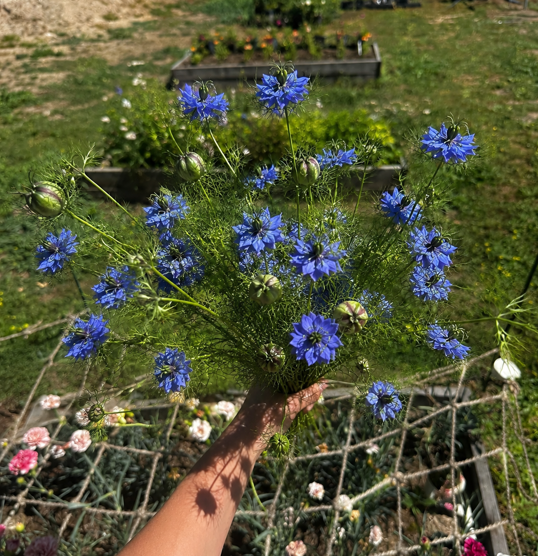 Dark blue nigella flowers