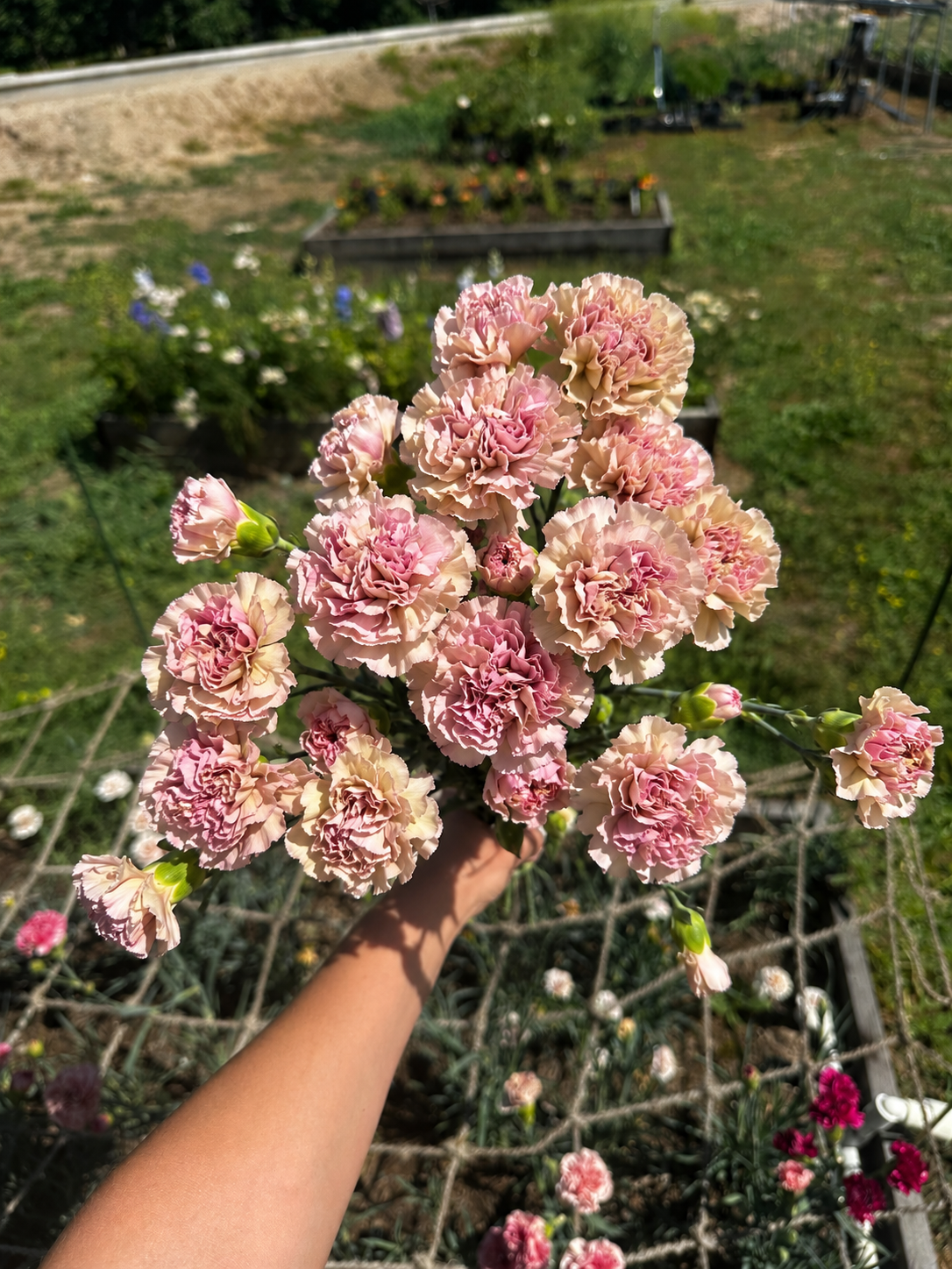 Carnation Missantic Creola — 6 Starter Plants