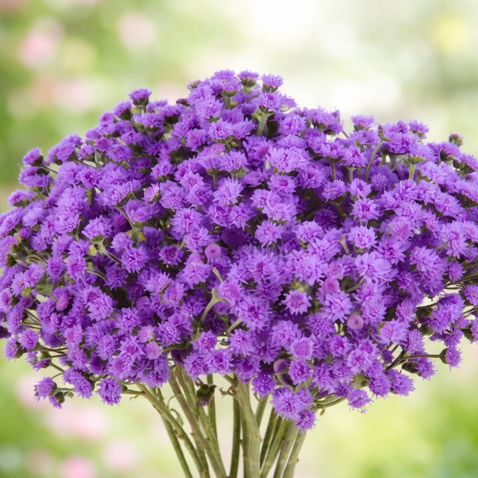 Ageratum filler flower