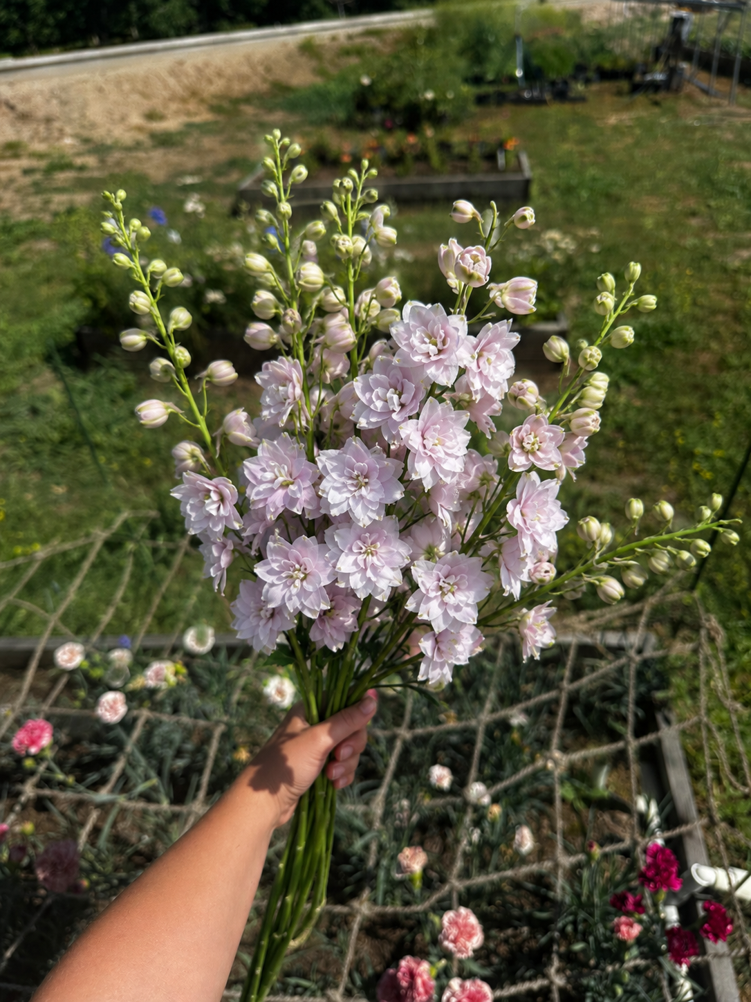 Delphinium Magic Fountains Cherry Blossom: Soft blush-pink blooms with contrasting centers on sturdy, compact stems; a romantic cut-flower favorite.