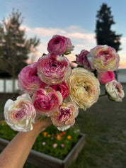 Ranunculus White Picotee