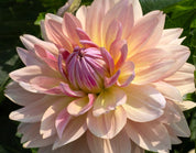 Dahlia Joels Favorite