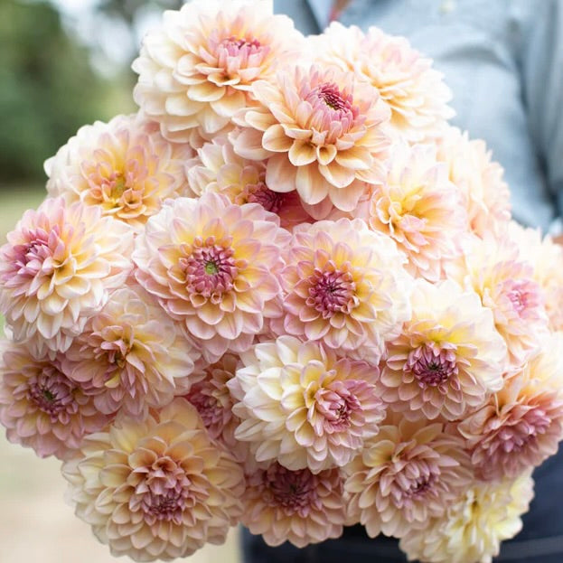 Dahlia – Elm Creek Flower Farm