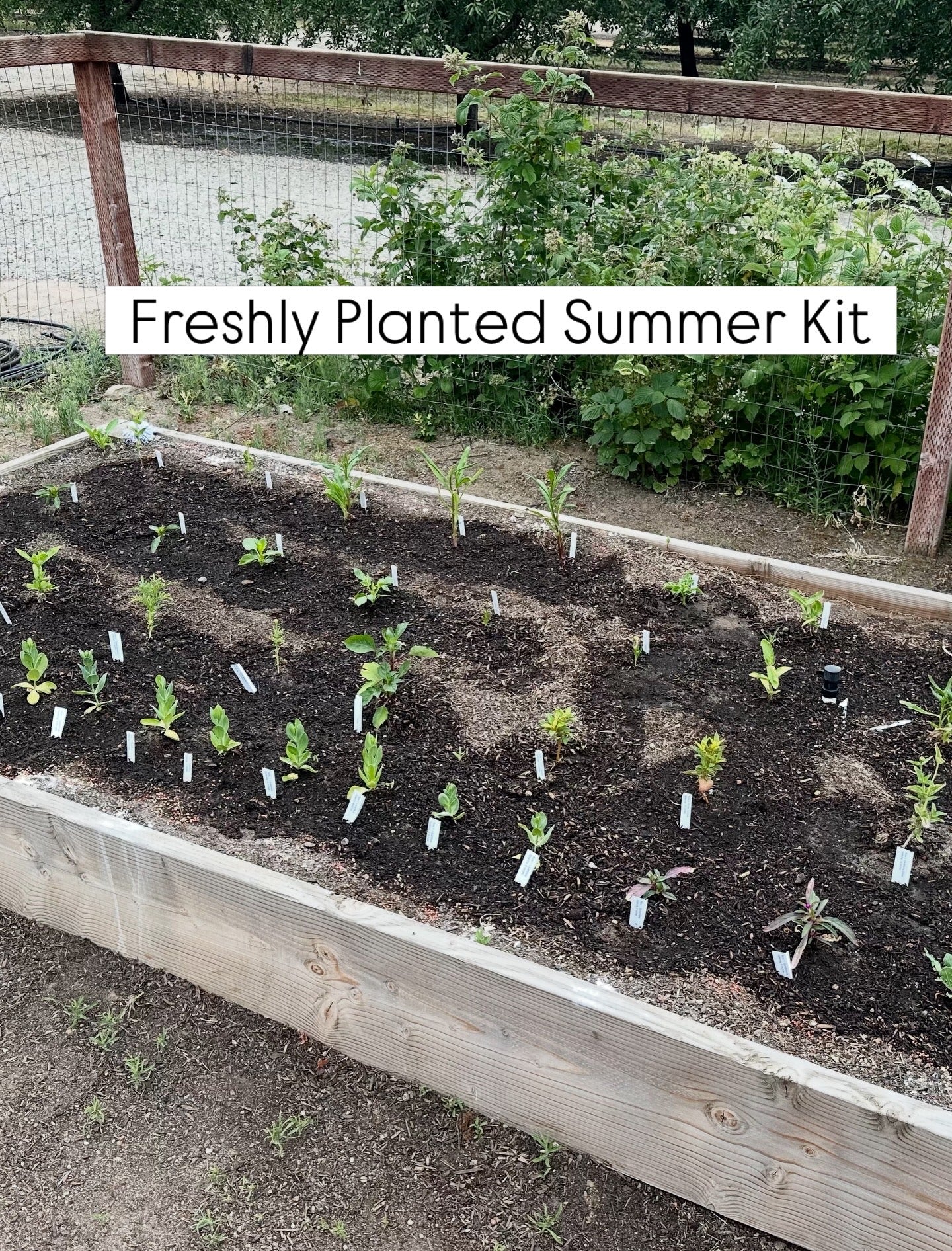 Summer Cut Flower Kit