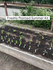 Summer Cut Flower Kit