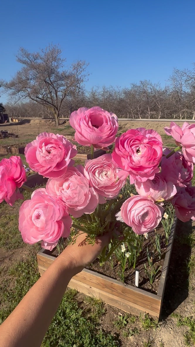 Ranunculus Half Clone Juliette: One of the largest ranunculus we’ve ever grown, with tall stems and huge, peony-like blooms in glowing shades of cotton candy and bubblegum pink.