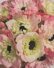 Anemone Levante Rosa