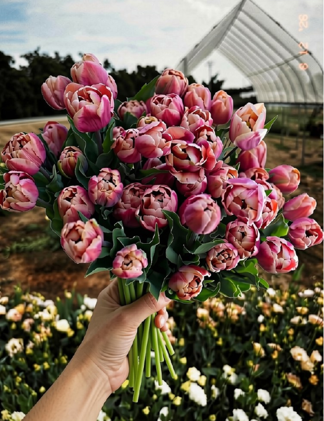 A hand holding a large bouquet of pink and red tulips with green stems, set against a blurred outdoor garden background with a greenhouse structure.