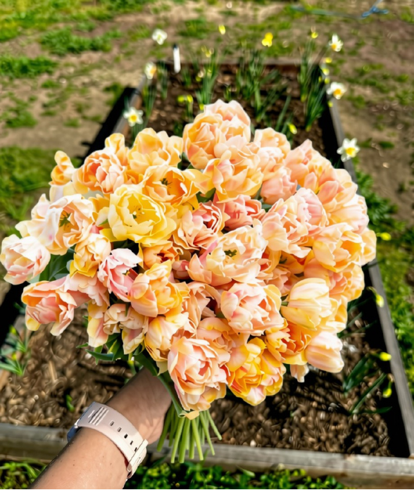 A hand holding a large bouquet of double-flowered tulips in soft peach, pink, and yellow colors, with a garden bed in the blurred background.