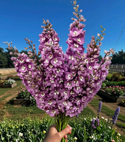 A hand holding a large bouquet of purple delphiniums in a sunny garden with other flowers and a blue sky in the background.