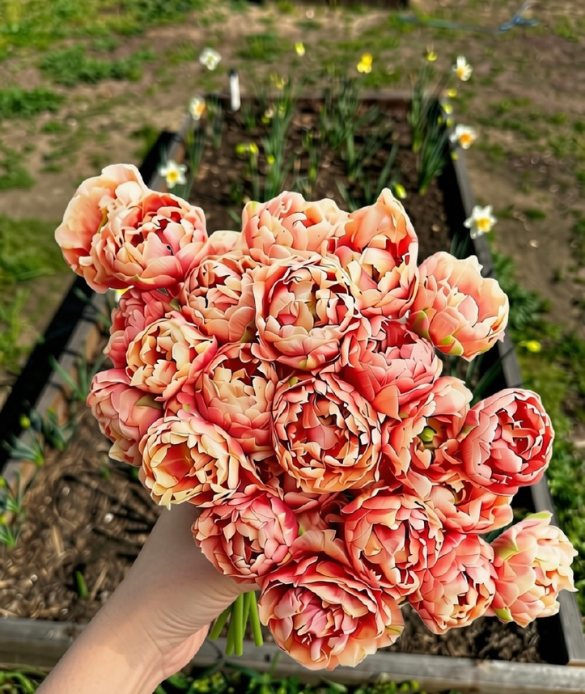 A hand holding a dense bouquet of ruffled peony tulips in shades of peach, pink, and cream, with a garden bed of daffodils and grass in the background.