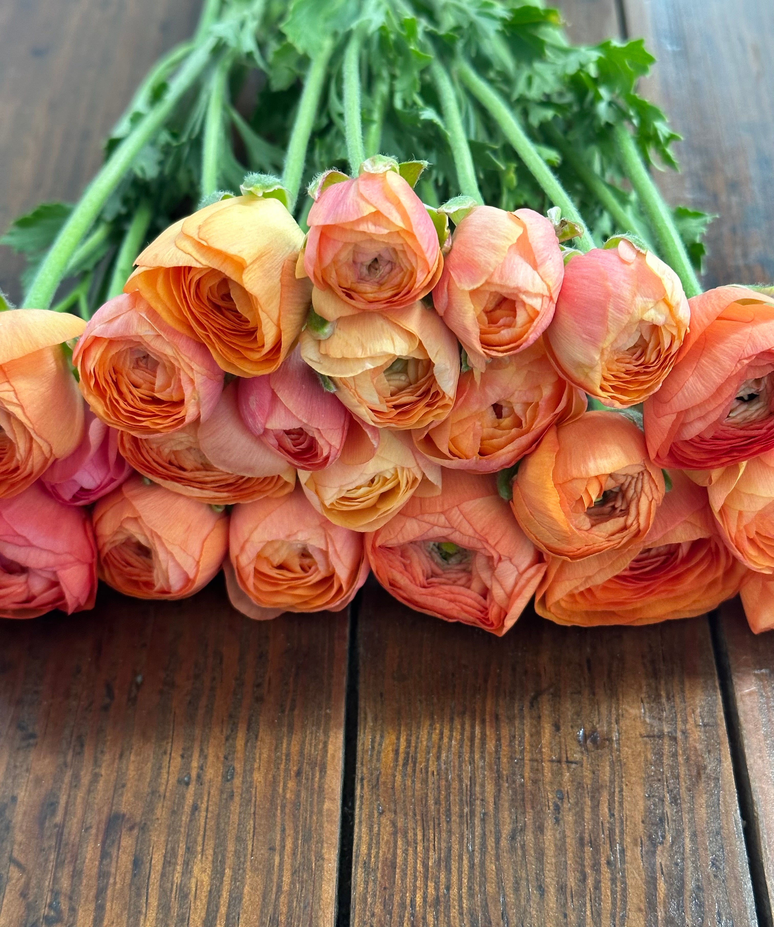 Ranunculus Amandine Salmon