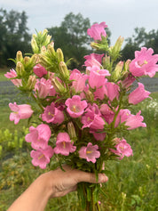 Canterbury Bells Champion Pink — 6 Starter Plants