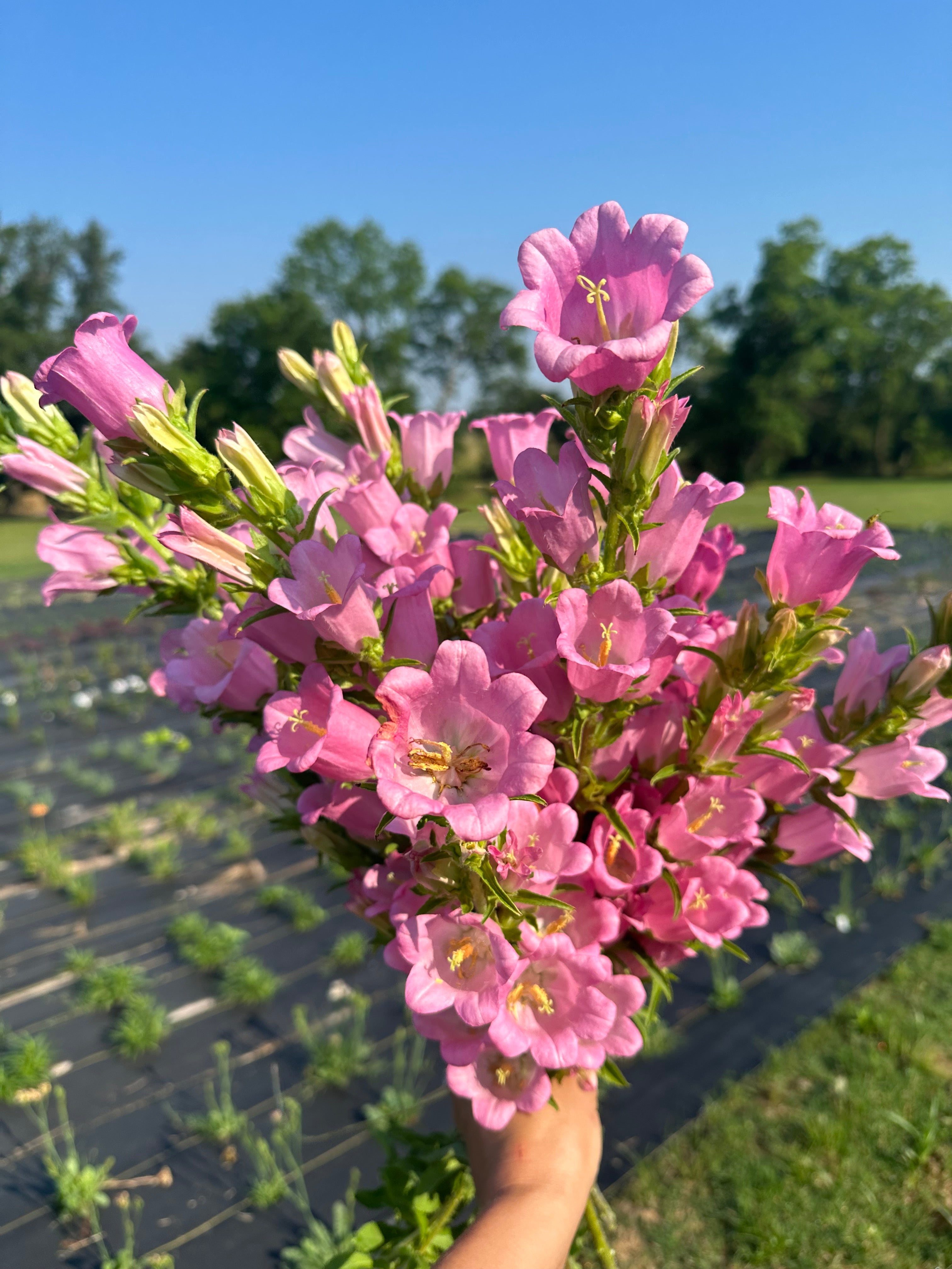 Canterbury Bells Champion Pink — 6 Starter Plants