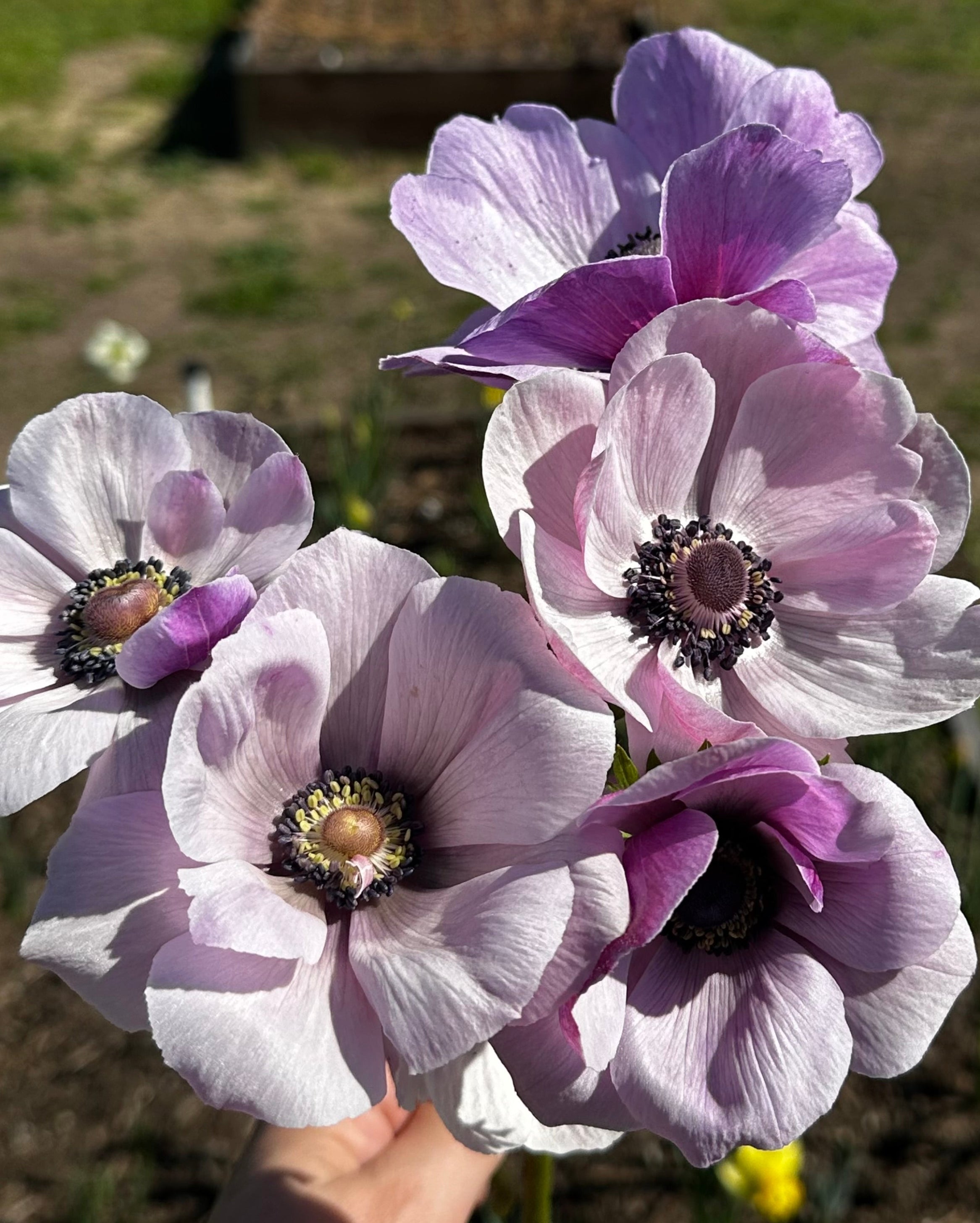 A close-up of several light purple anemone flowers held in a hand outdoors, with a blurred garden background.