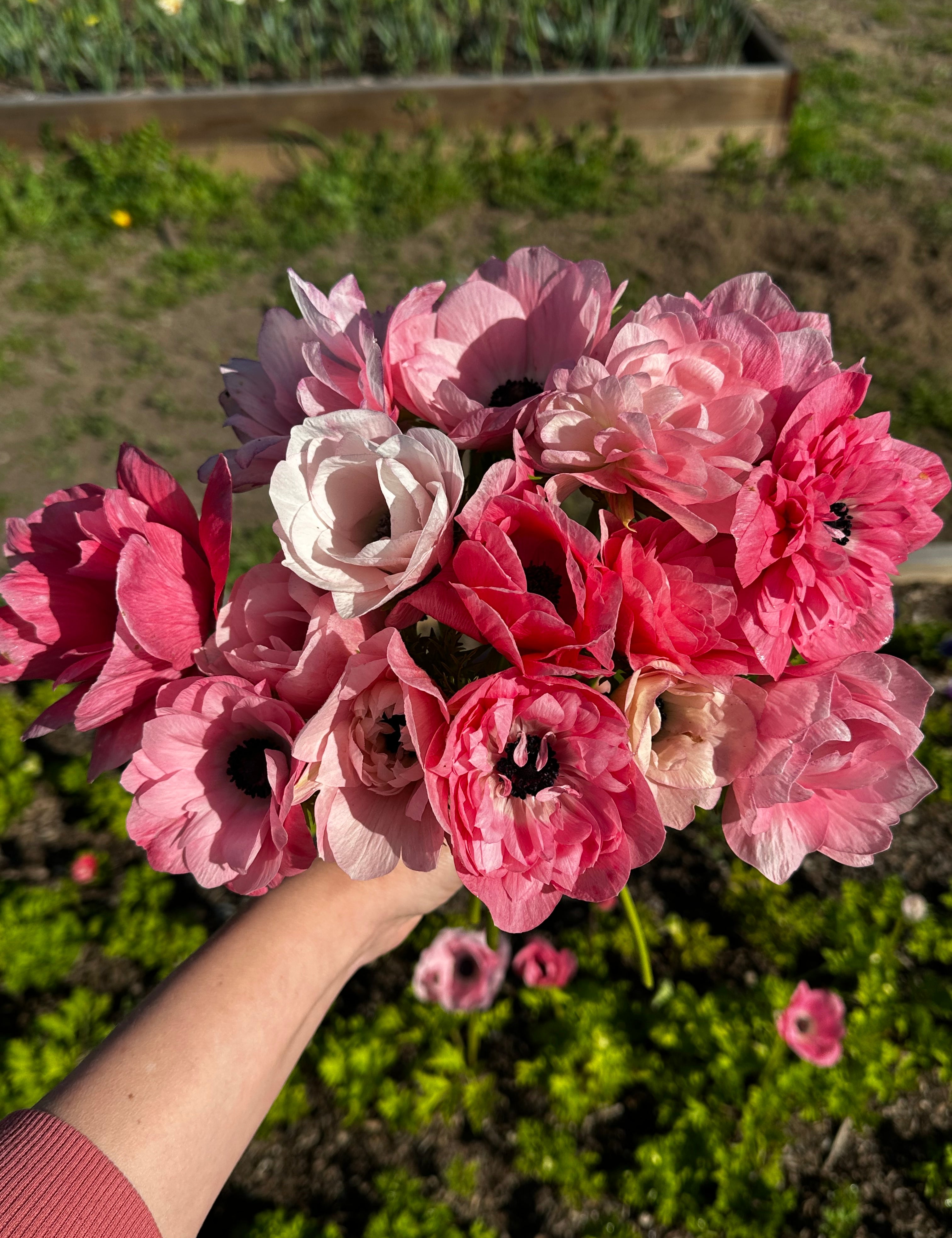 Double anemones in various shades of pink