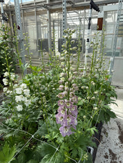 Delphinium Magic Fountains Cherry Blossom — 6 Starter Plants