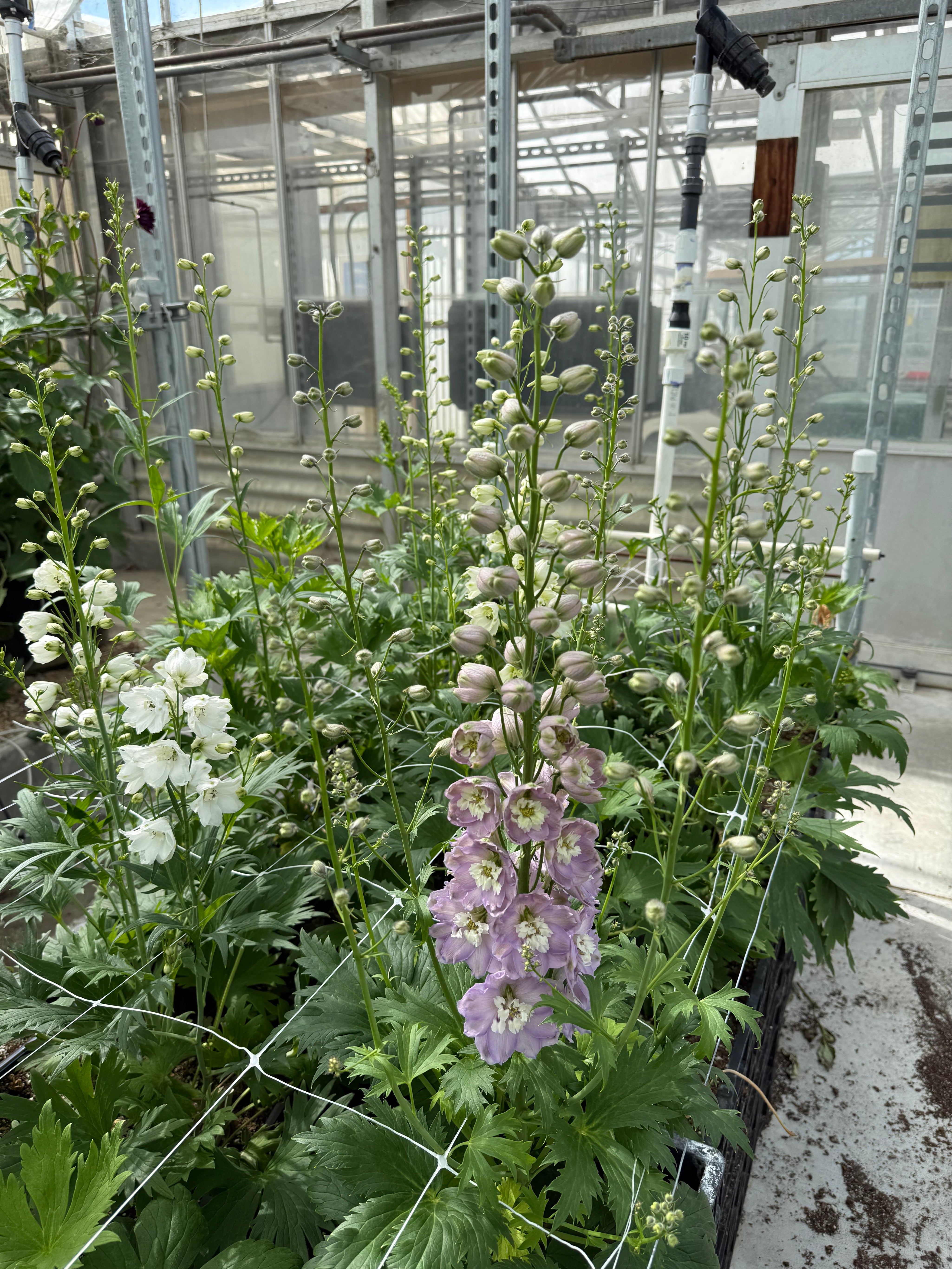 Delphinium Magic Fountains Cherry Blossom — 6 Starter Plants