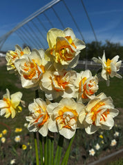 Romantic paradise daffodil