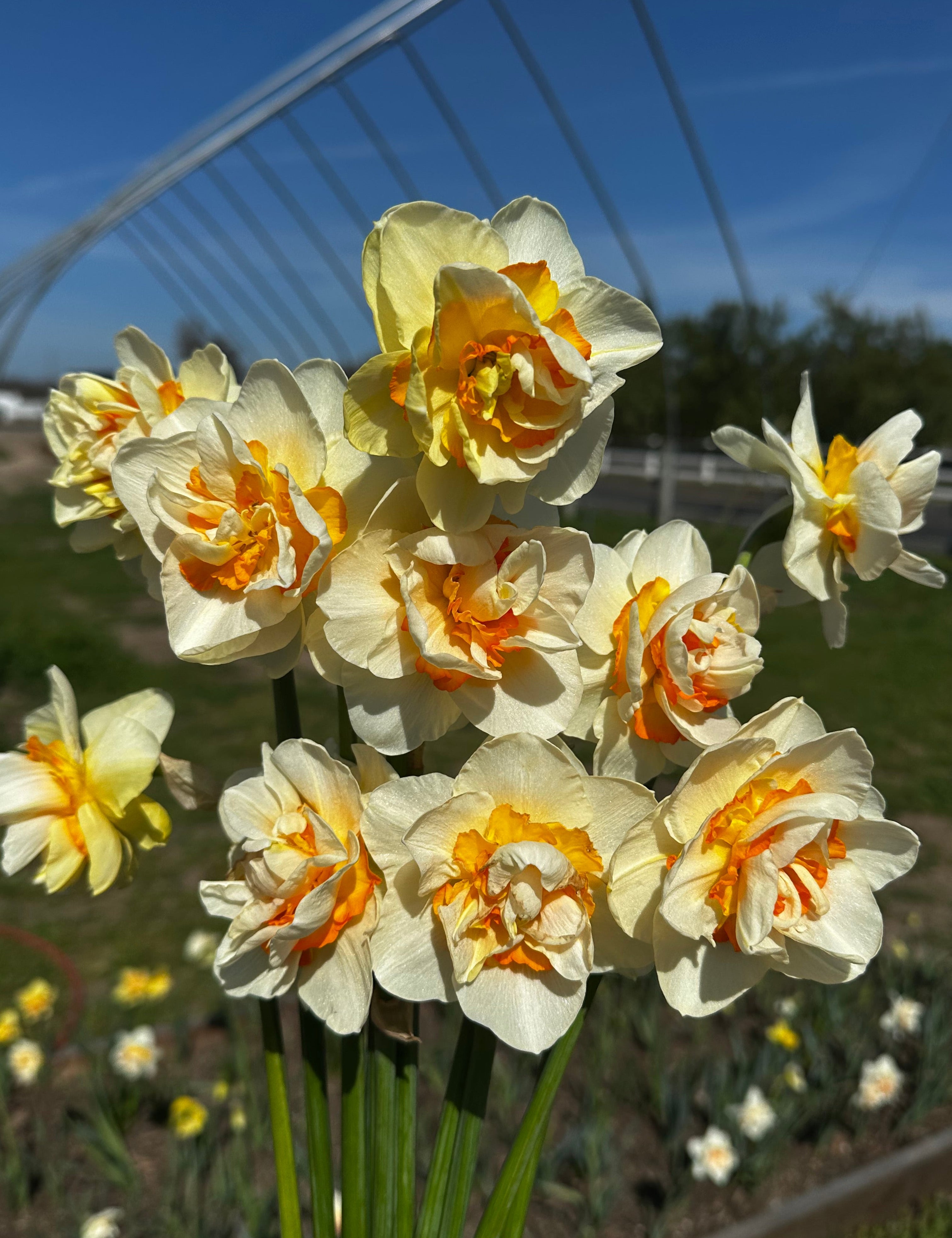 Romantic paradise daffodil