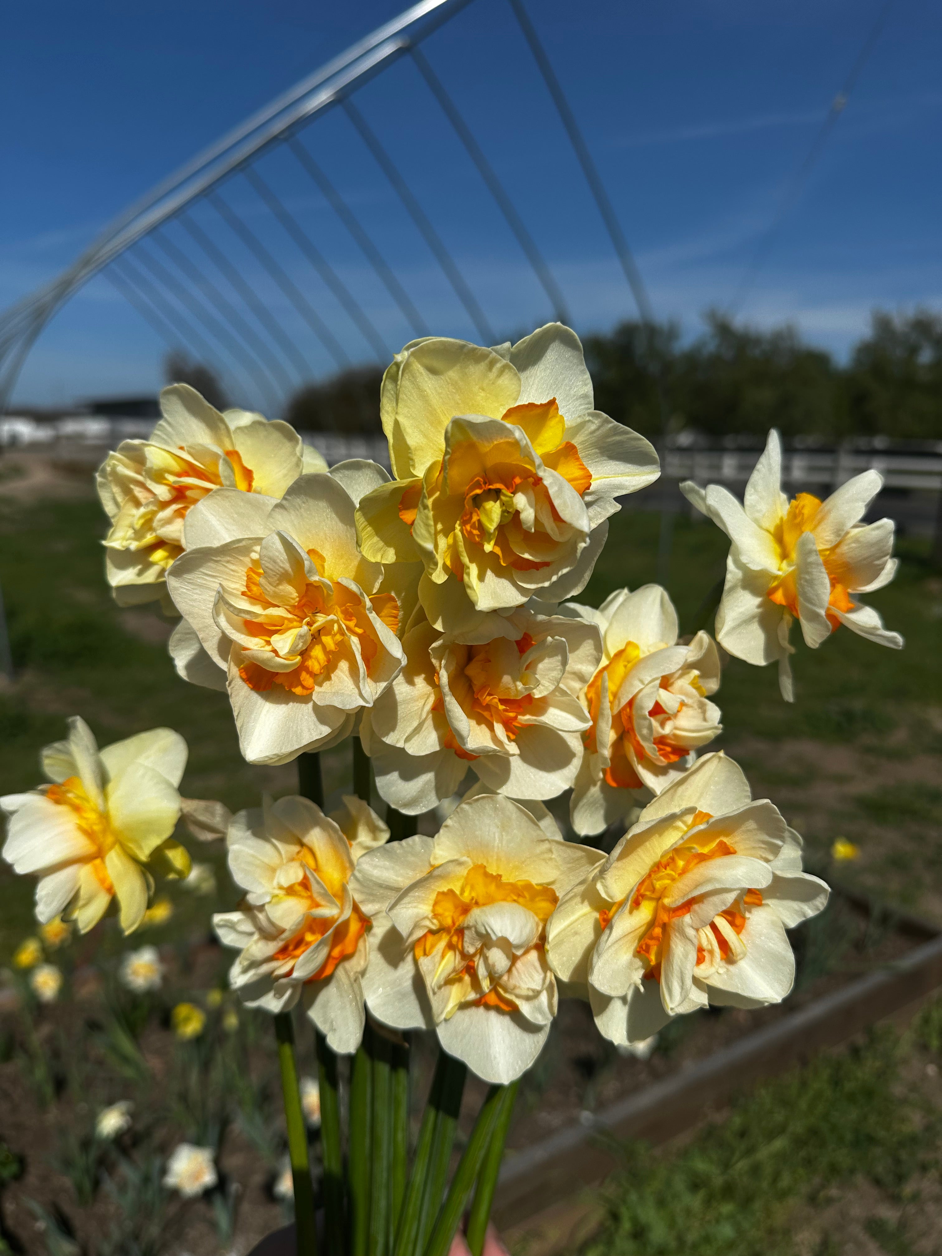 Romantic paradise daffodil bunch