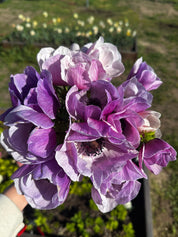 Milka Anemones