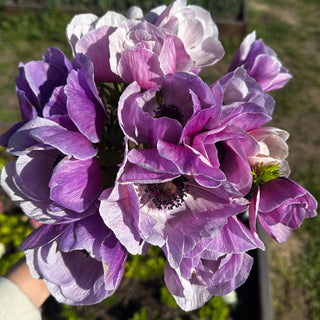 Milka Anemones