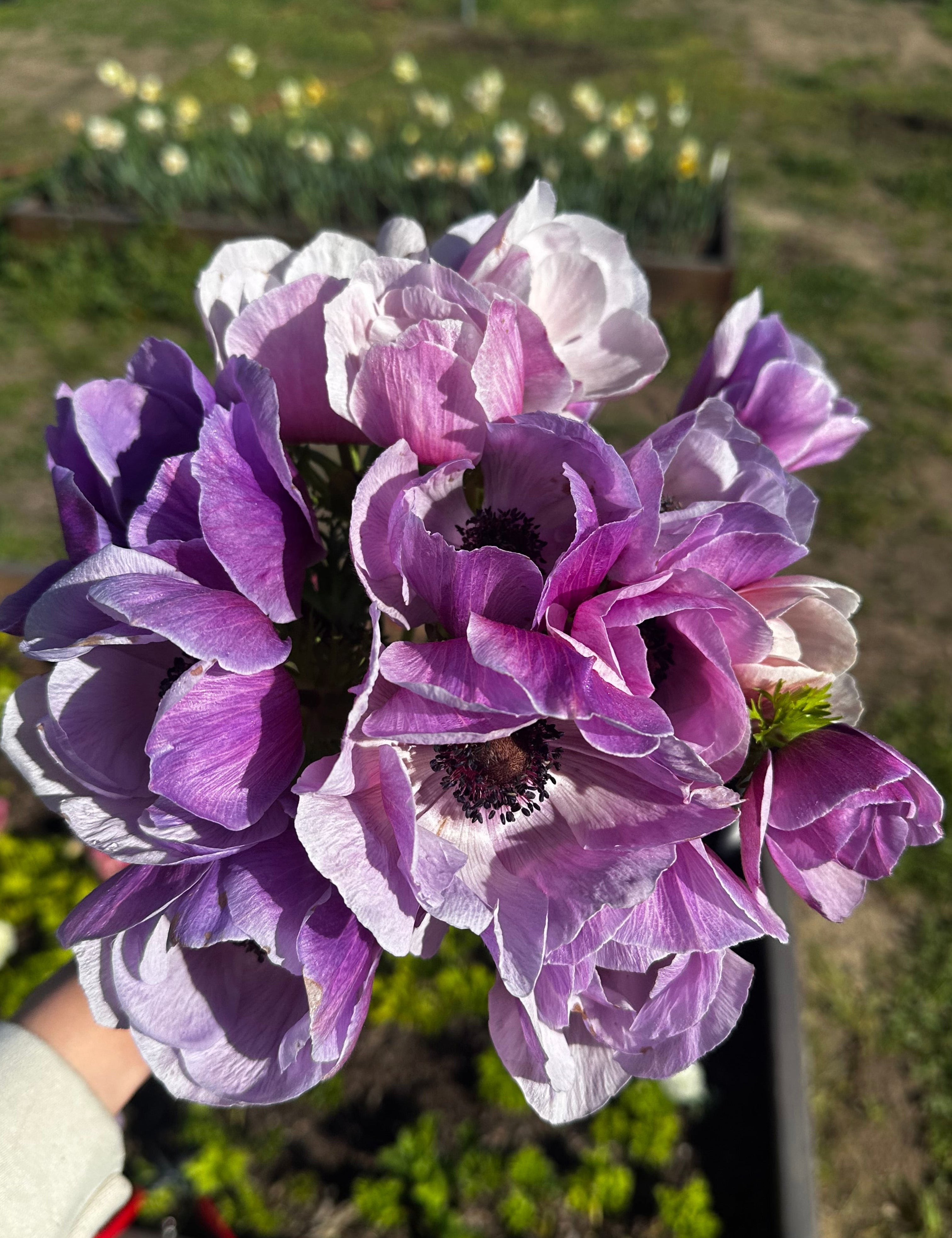 Milka Anemones
