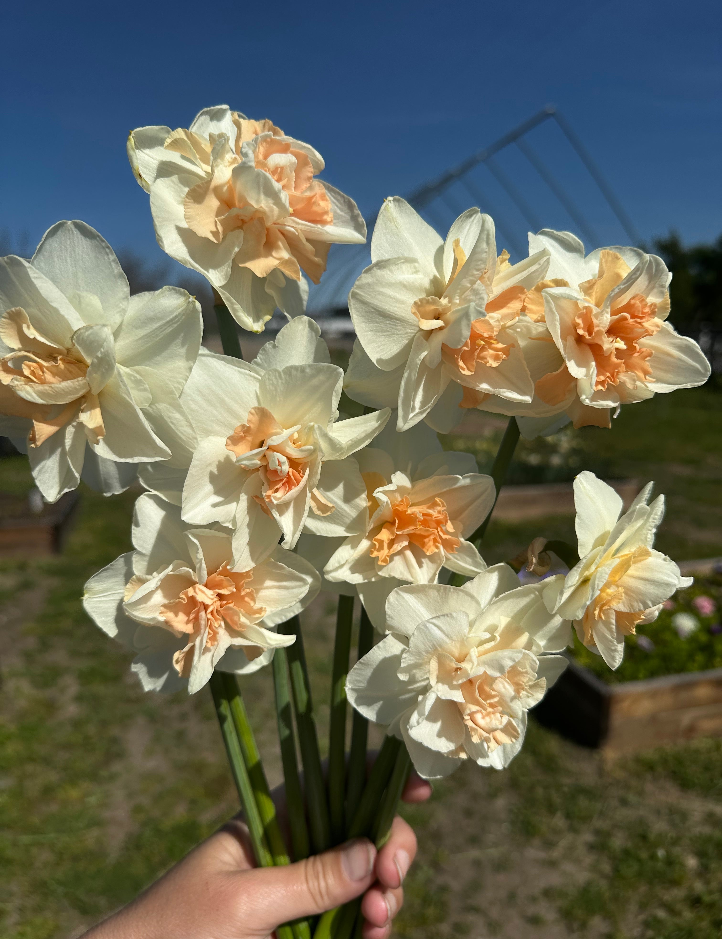 Bouquet of white and yellow daffodils held by a person against a blue sky.