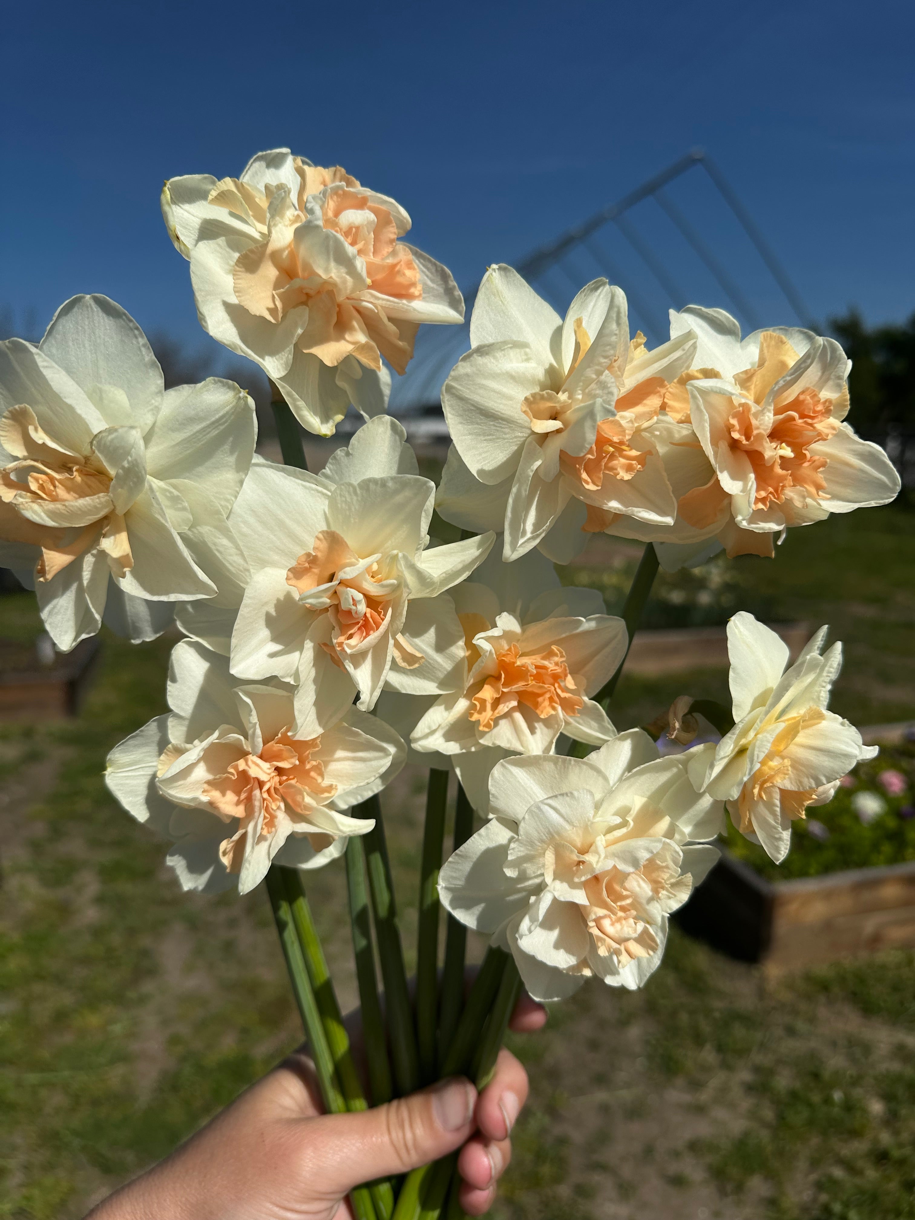 Bouquet of white and yellow daffodils held by a person against a blue sky.