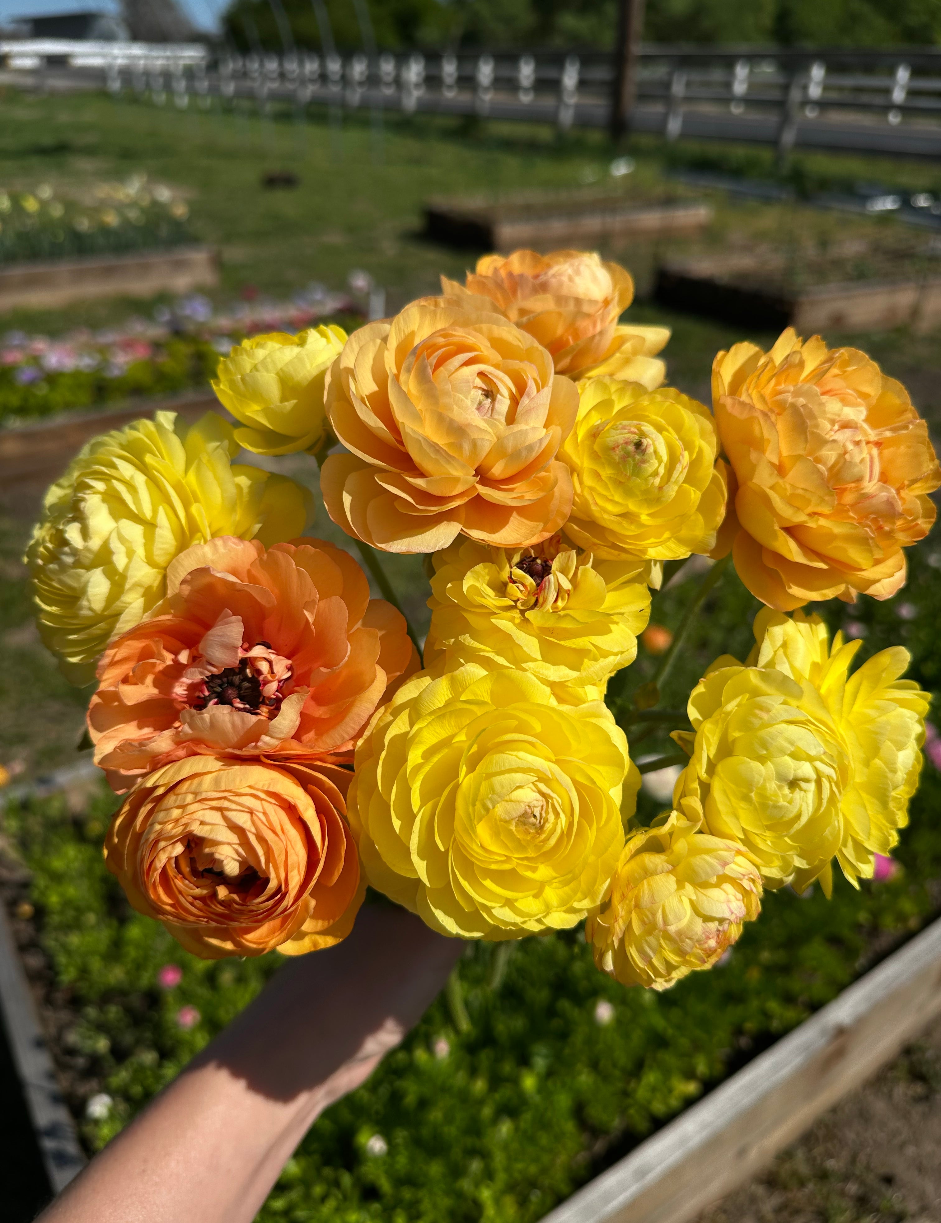 Bouquet of yellow and salmon ranunculus 