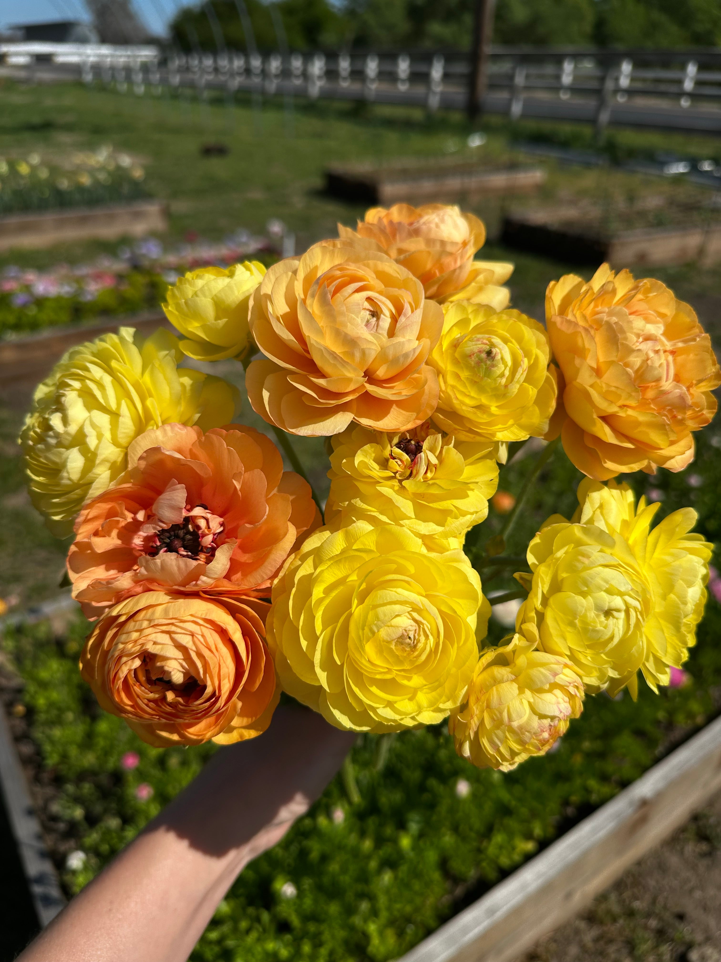 Bouquet of yellow and salmon ranunculus 