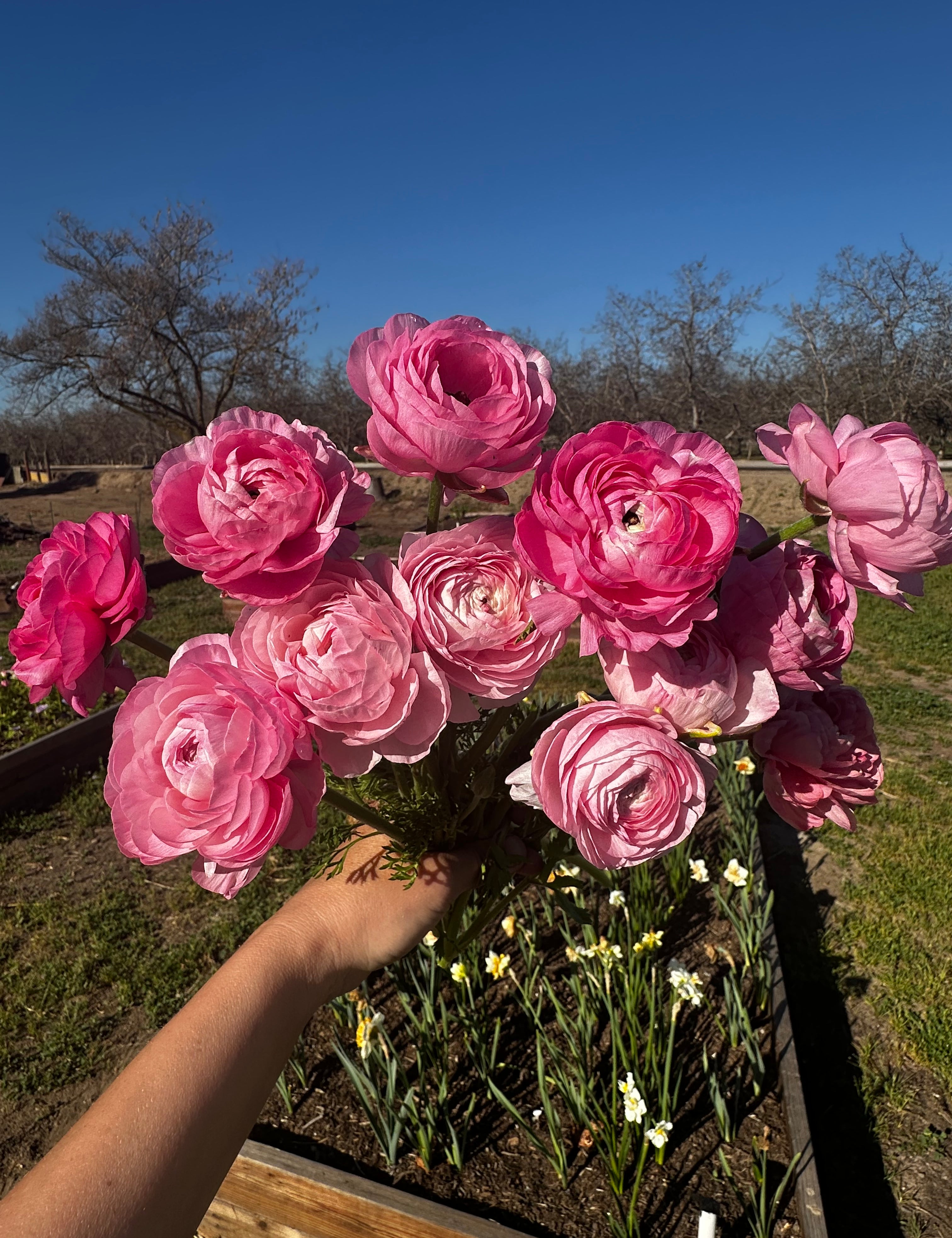 Bouquet of pink ranunculus