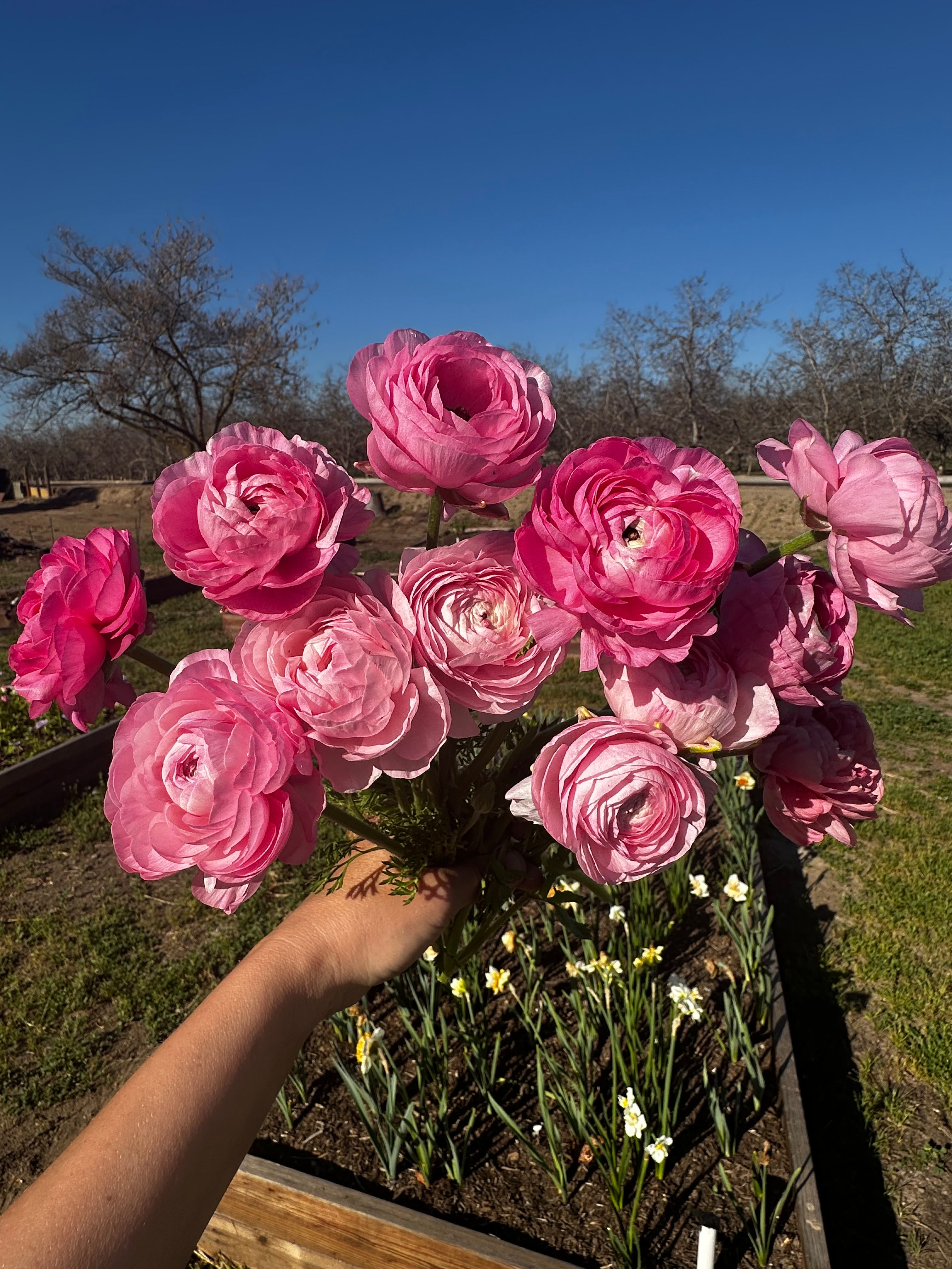 Bouquet of pink ranunculus