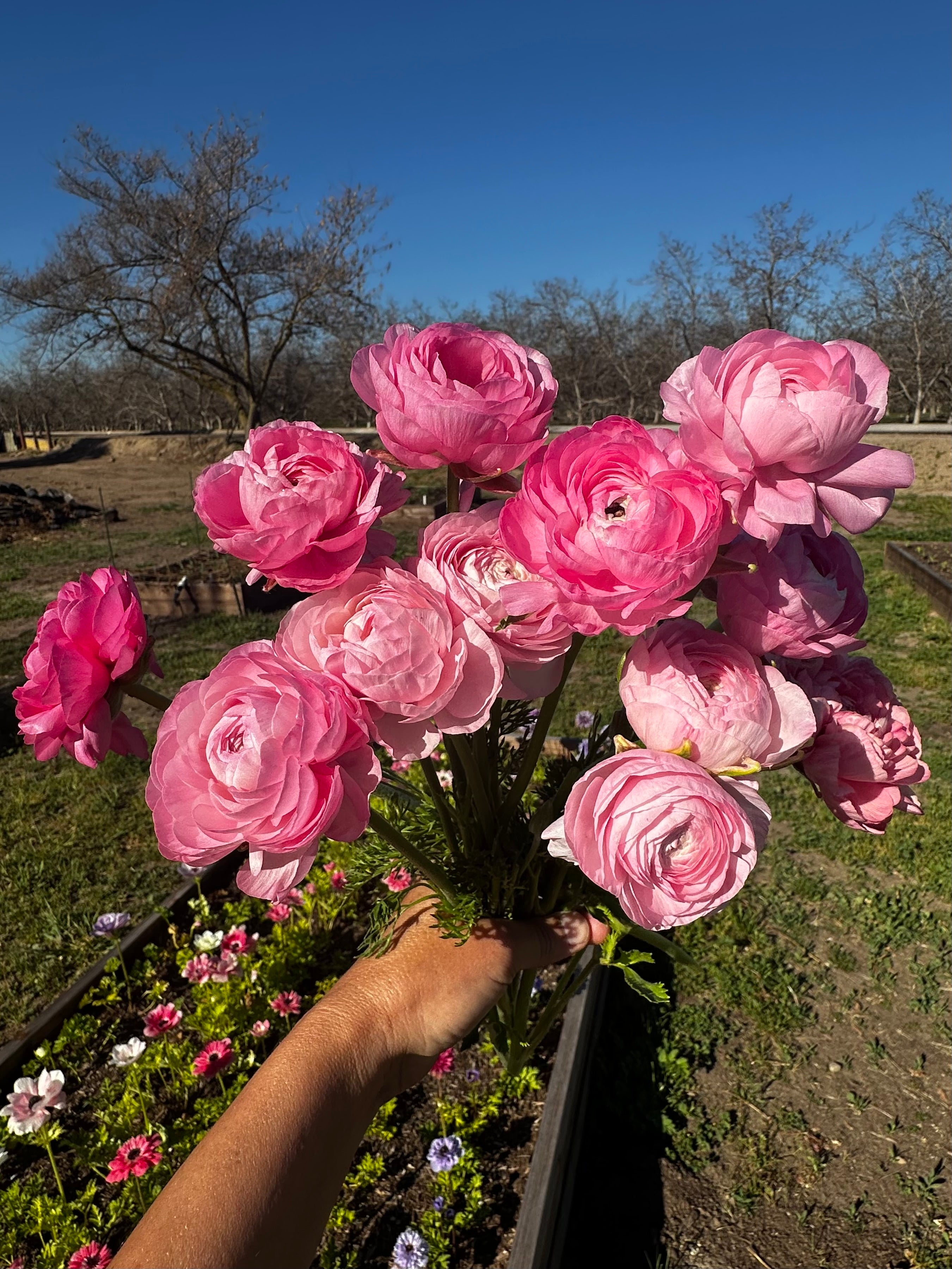 Ranunculus Half Clone Marshmallow – Elm Creek Flower Farm