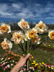 Daffodil Mammoth Mountain