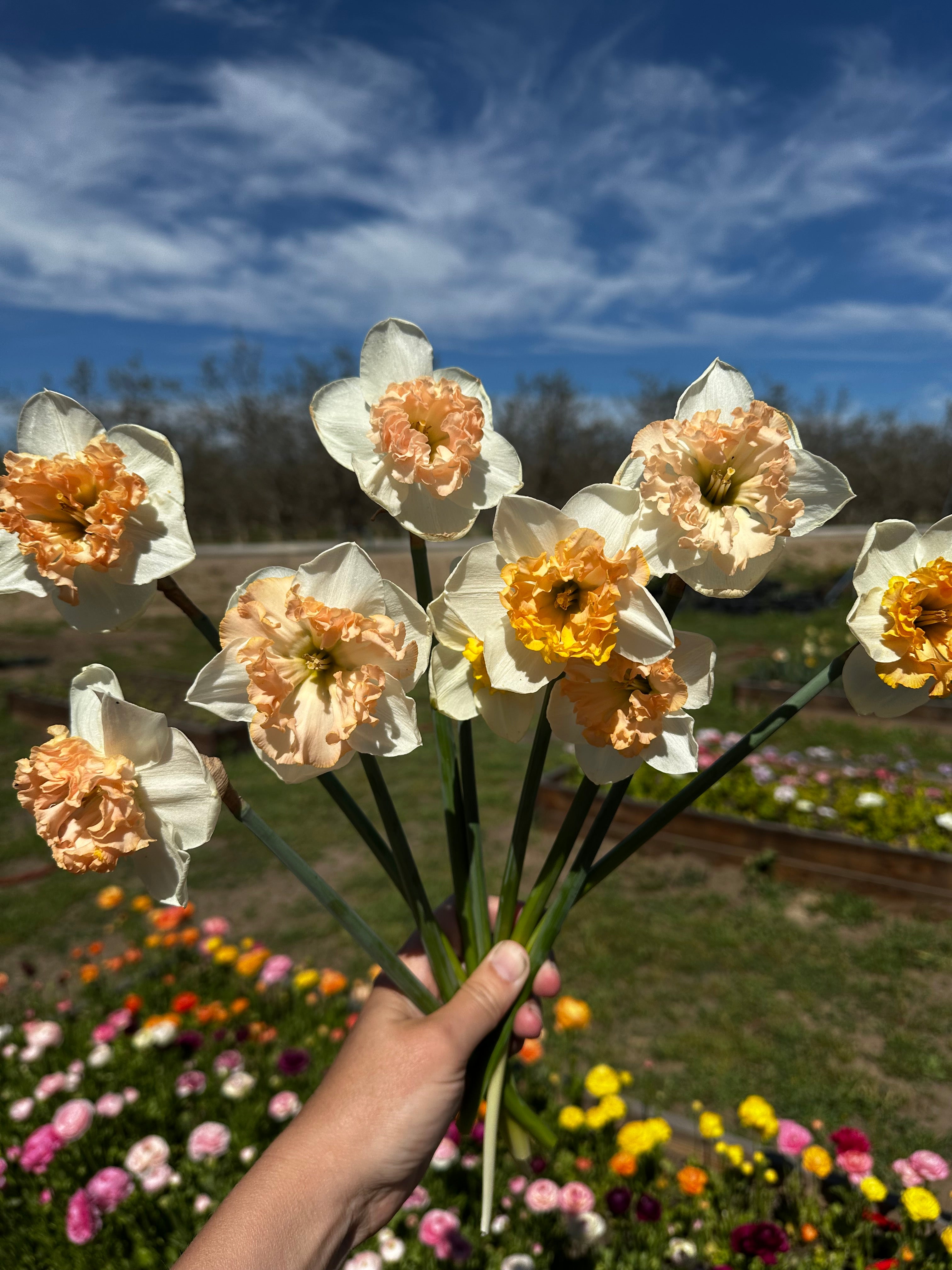 Daffodil Mammoth Mountain