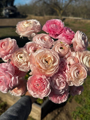 A hand holding a bouquet of light pink and peach ranunculus flowers outdoors in a sunny garden or field, with trees and grass blurred in the background.