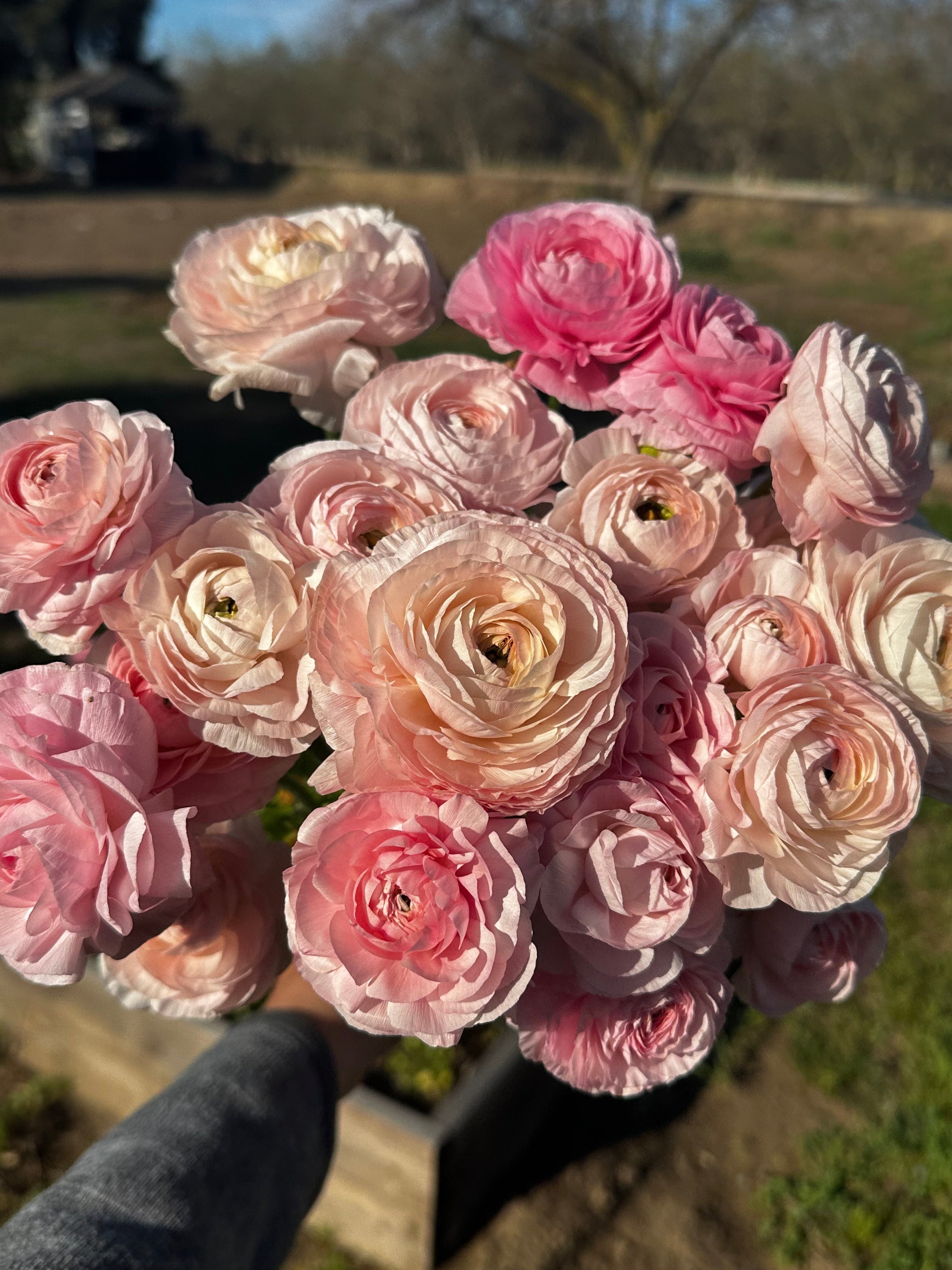 A hand holding a bouquet of light pink and peach ranunculus flowers outdoors in a sunny garden or field, with trees and grass blurred in the background.