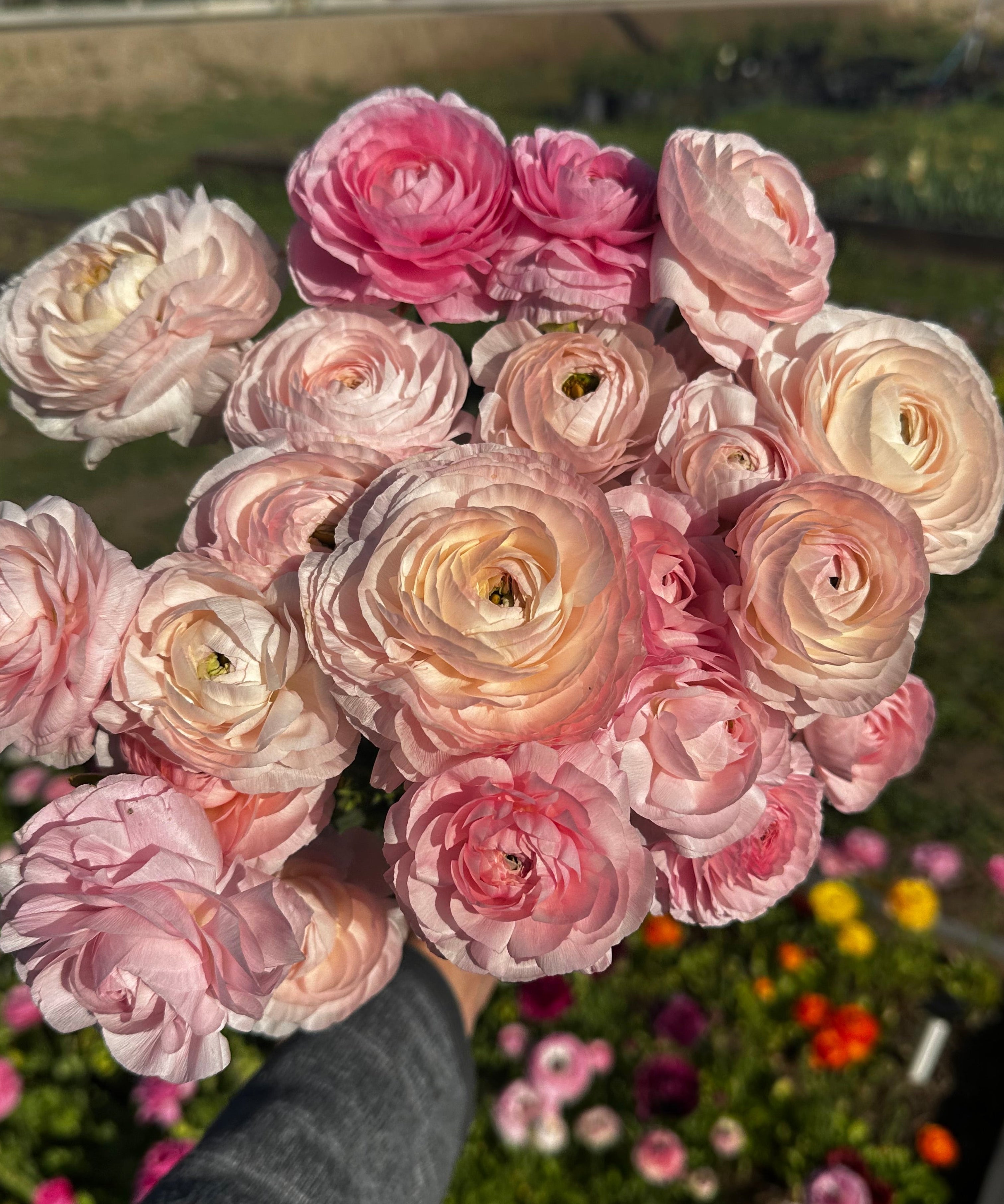 A hand holding a dense bouquet of blooming ranunculus flowers in shades of pink, peach, and cream, with a garden bed and trees blurred in the background.
