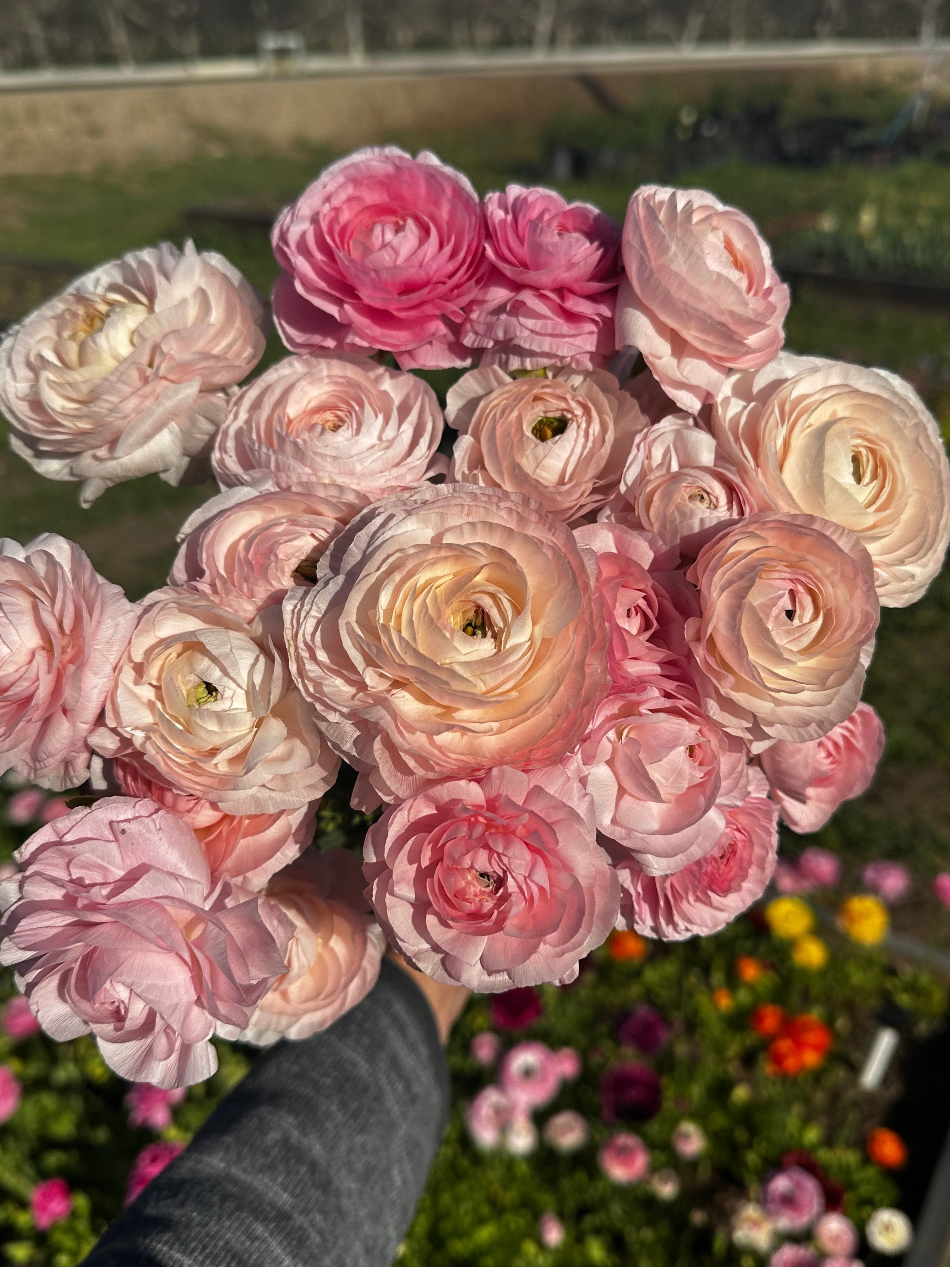 A hand holding a dense bouquet of blooming ranunculus flowers in shades of pink, peach, and cream, with a garden bed and trees blurred in the background.