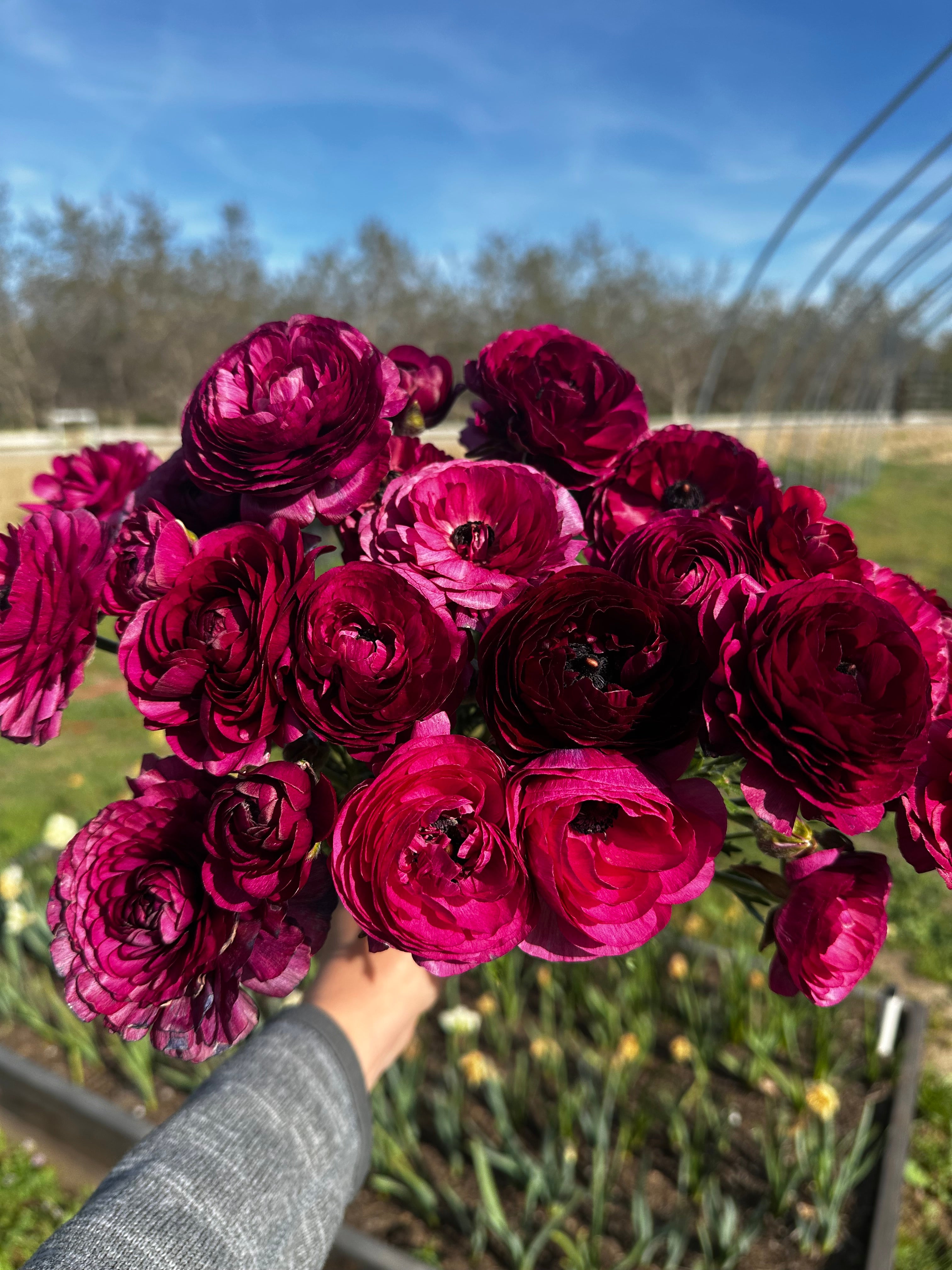 Violet Ranunculus. bouquet