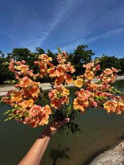 A hand holding a dense bouquet of orange and peach snapdragon flowers with green stems, set against a background of a lake, trees, and a blue sky.
