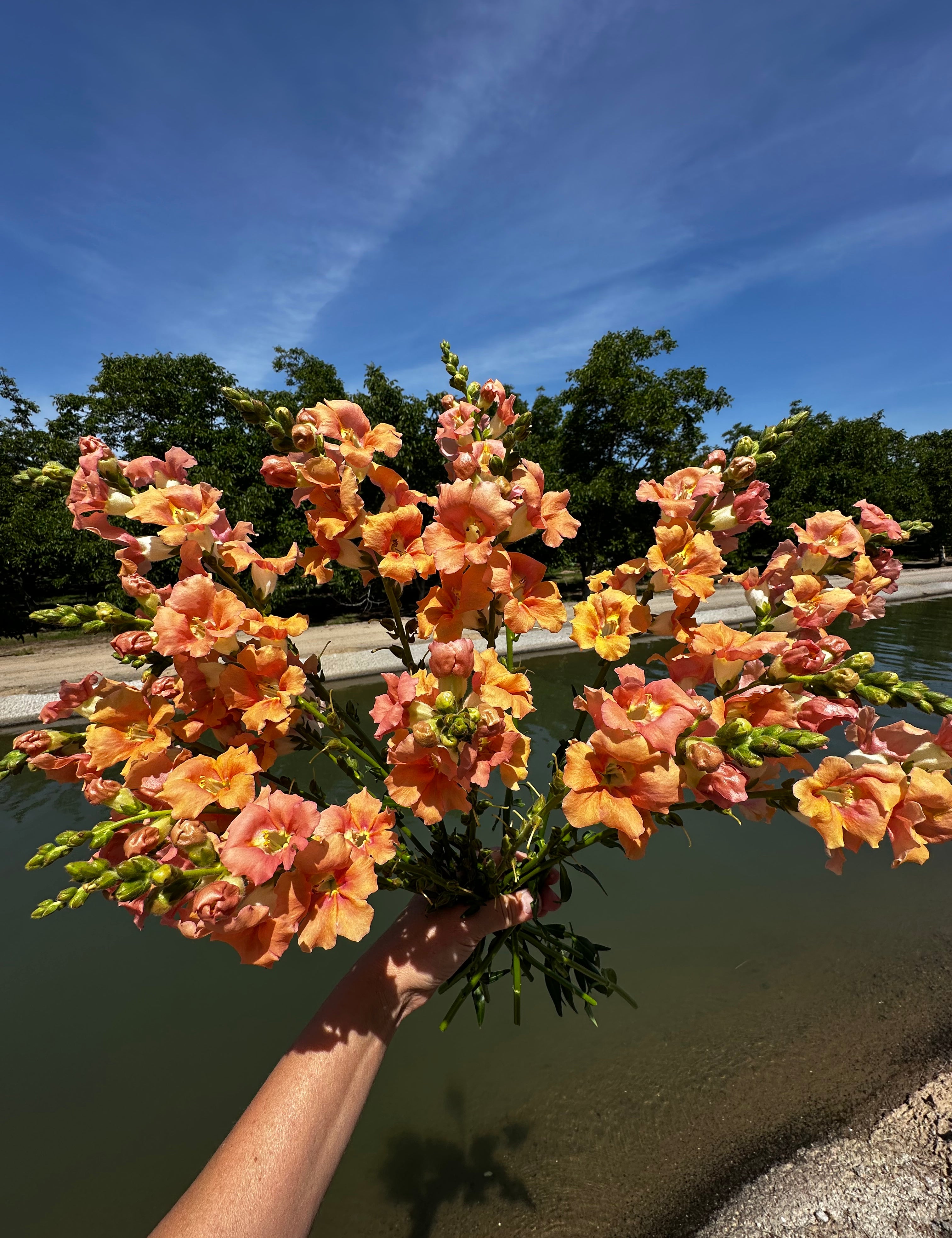 A hand holding a dense bouquet of orange and peach snapdragon flowers with green stems, set against a background of a lake, trees, and a blue sky.
