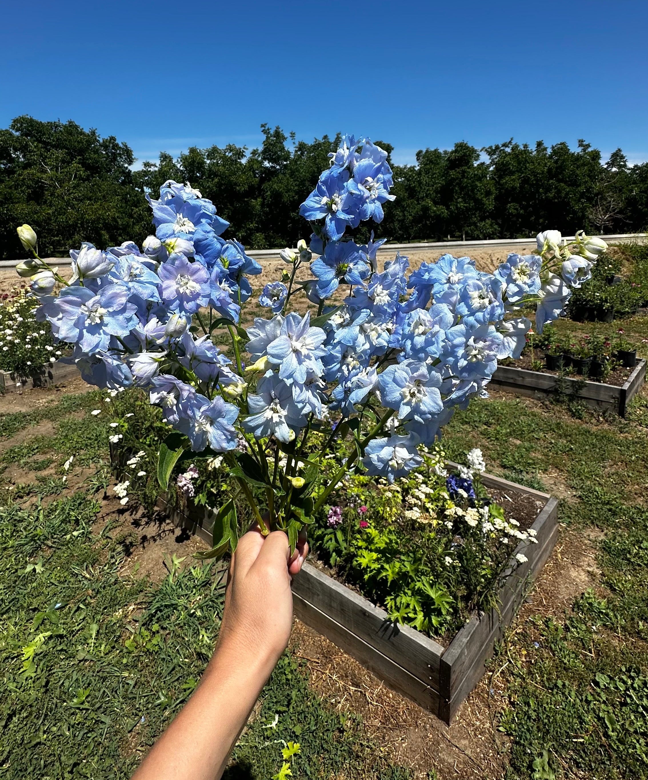 A hand holding a small cluster of light blue delphiniums planted in a wooden raised garden bed outdoors under a clear blue sky.