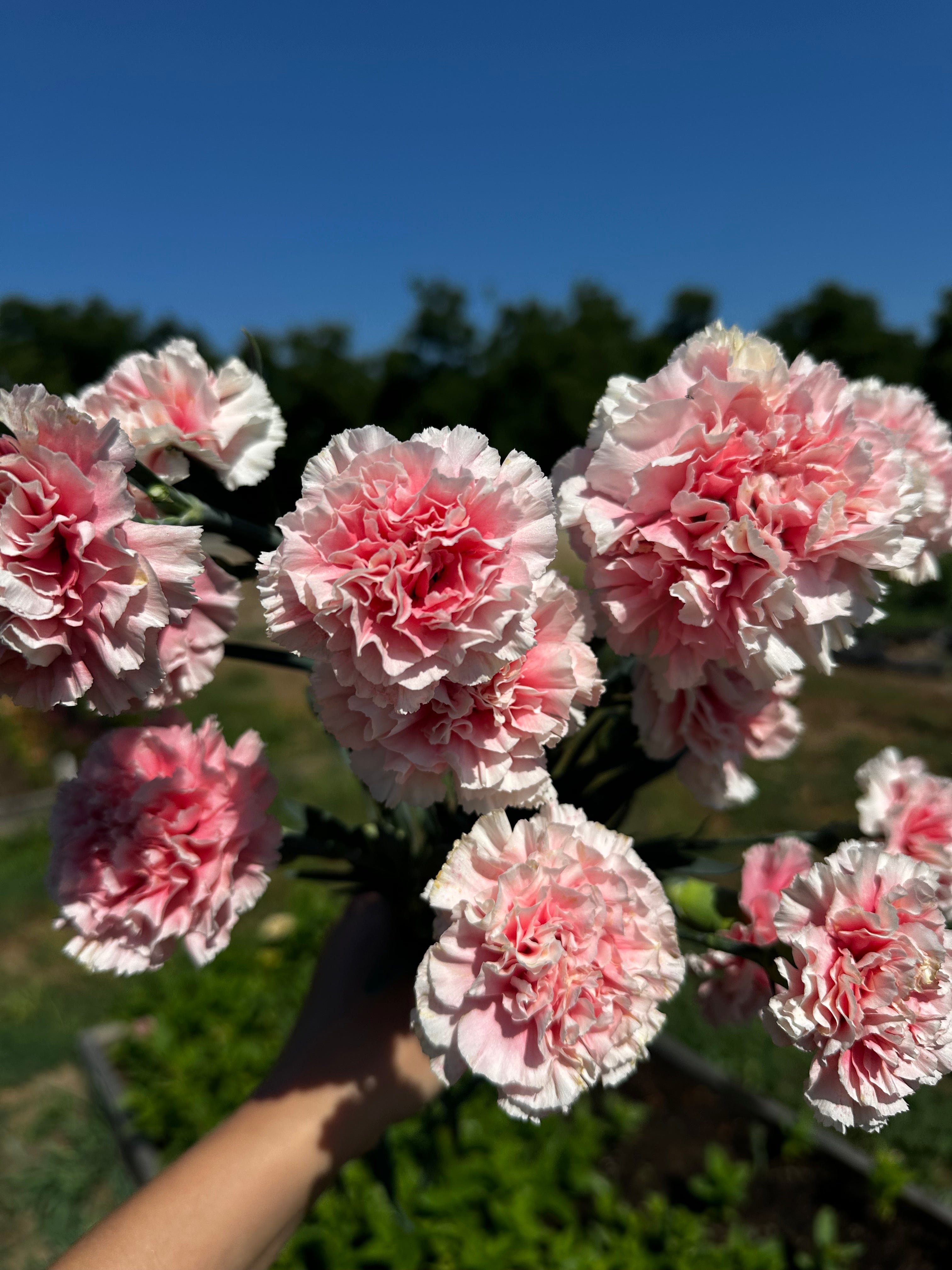 Carnation Missantic Cotton Candy — 6 Starter Plants