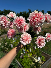 Carnation Missantic Cotton Candy — 6 Starter Plants